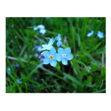 Myosotis (2) cartoes postais