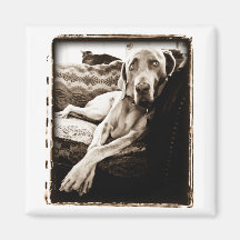 Nação de Weimaraner: A cadeira de Ballou