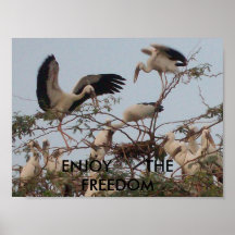 natureza posters