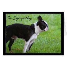 No cartão de Boston Terrier da simpatia
