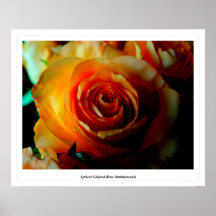 O abricó colorido aumentou (luminescent) poster