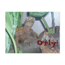 o' rly, O'rly! Cartões Postais