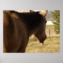 O Buckskin cola sua língua para fora Pôsteres