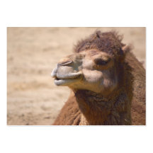 O camelo do dromedary - cartão de visita