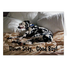 O Dalmatian permanece para baixo Cartoes