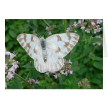 O dia novo jardina branco Checkered de Notecard- Cartão