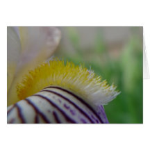 O dia novo jardina íris histórica do close up de N Cartão