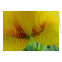 O dia novo jardina íris Notecard-Histórica 'Cotsgo Cartoes
