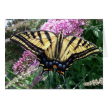 O dia novo jardina Swallowtail Notecard-Ocidental Cartoes