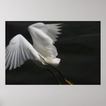 O Egret descola Posters
