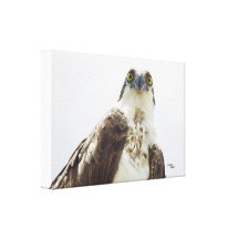 O falcão do Osprey esticou o impressão das canvas Impressão Em Canvas