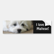 O filhote de cachorro Eyes o autocolante no vidro  Adesivos