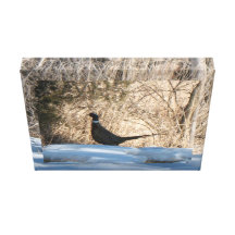 O galo solitário impressão em tela canvas