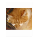 O gato vermelho sonolento está dormindo finalmente cartao postal