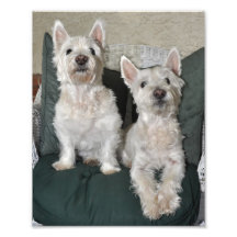 O impressão de dois Westie Artes De Fotos