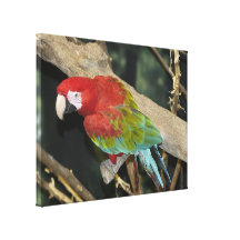 O Macaw voado verde esticou o impressão das canvas Impressão Em Canvas