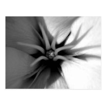 O nascimento do Lilium Cartões Postais