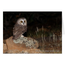 O norte Serra-whet a caça da coruja na noite Cartao