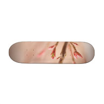 O primavera sonha o skate skates