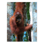 O Redhead da natureza: o macaco vermelho Cartoes Postais