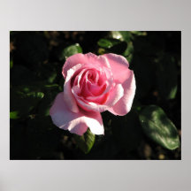 O rosa de chá híbrido 022 da rainha Alexandria Posters