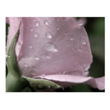 O rosa do rosa deixa cair o cartão cartão postal