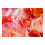 O rosa do rosa floresce rosas do costume dos cartõ