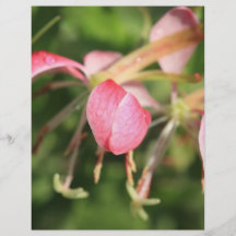 O rosa floresce o insecto panfletos personalizados
