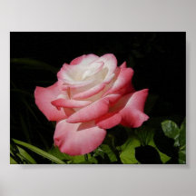 O rosa pôsteres