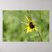 O solitário Wilted dente-de-leão Posters