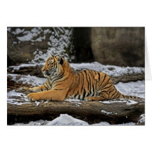 O tigre Cub levanta como a esfinge Cartao