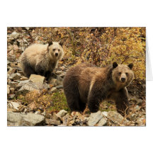 O urso carrega para fora para uma caminhada cartao
