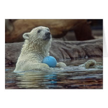 O urso Cub polar com brinquedo carda Cartoes