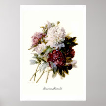 Officinalis do Paeonia Pôsteres