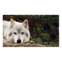 Olhar fixo do lobo de madeira modelo cartão de visita