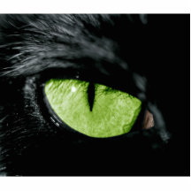 Olho de gato esculturafotos