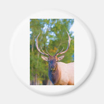 Olhos de touros dos alces imã