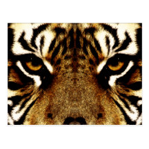 Olhos de um tigre cartões postais