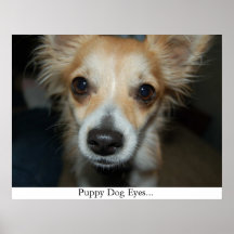 Olhos do cão de filhote de cachorro posters