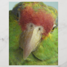 opinião dianteira do papagaio modelo de panfletos