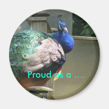 Orgulhoso como….Ímã do pavão Imã