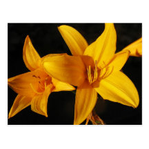 Orquídea amarela cartao postal