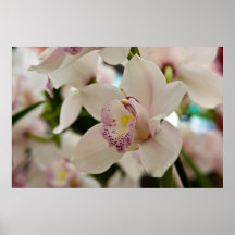Orquídea • Poster