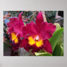 Orquídea tropical de Cattleya Poster