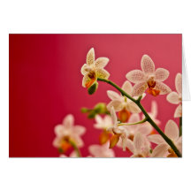 Orquídea vermelha - cartão