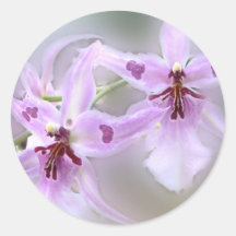 Orquídeas Adesivos Redondos