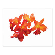 Orquídeas alaranjadas cartao postal