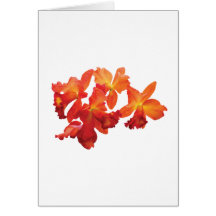 Orquídeas alaranjadas cartões