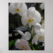 Orquídeas brancas bonitas pôsteres