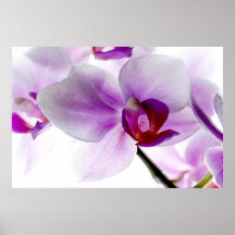 Orquídeas brancas poster